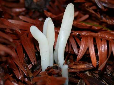 Clavaria resmi