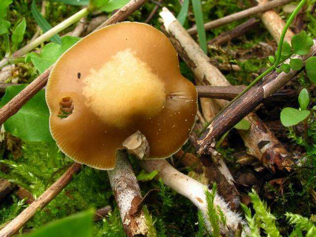 Image of Psilocybe ovoideocystidiata Guzmán & Gaines 2007