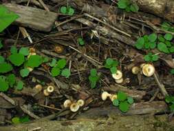 Image of Psilocybe ovoideocystidiata Guzmán & Gaines 2007