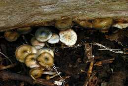 Image of Psilocybe ovoideocystidiata Guzmán & Gaines 2007