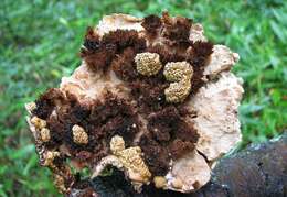 صورة Trichoderma