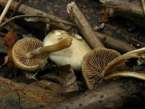 Image of Psilocybe ovoideocystidiata Guzmán & Gaines 2007