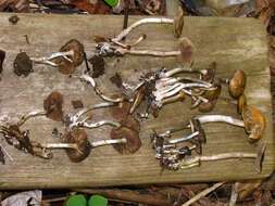 Image of Psilocybe ovoideocystidiata Guzmán & Gaines 2007