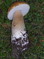 Image of Boletus