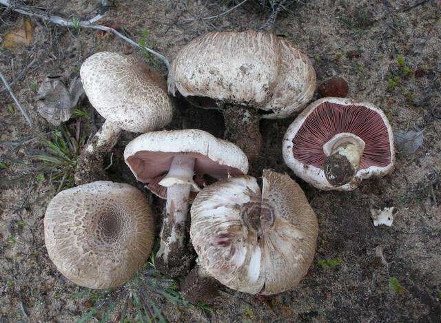 Imagem de Agaricus californicus Peck 1895