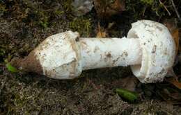 Image of Bittersweet orange ringless amanita