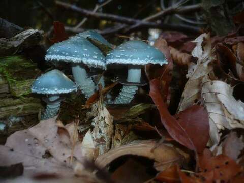 Image of Stropharia