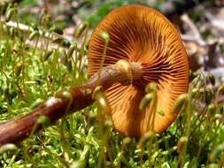 Image of Galerina