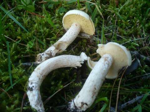 Image of Slippery white bolete