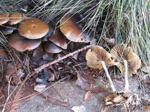 Image of Psilocybe