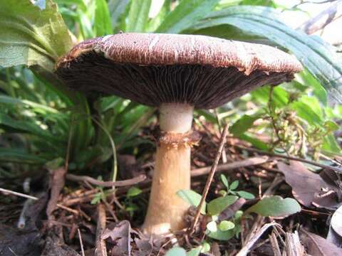 Image of Stropharia