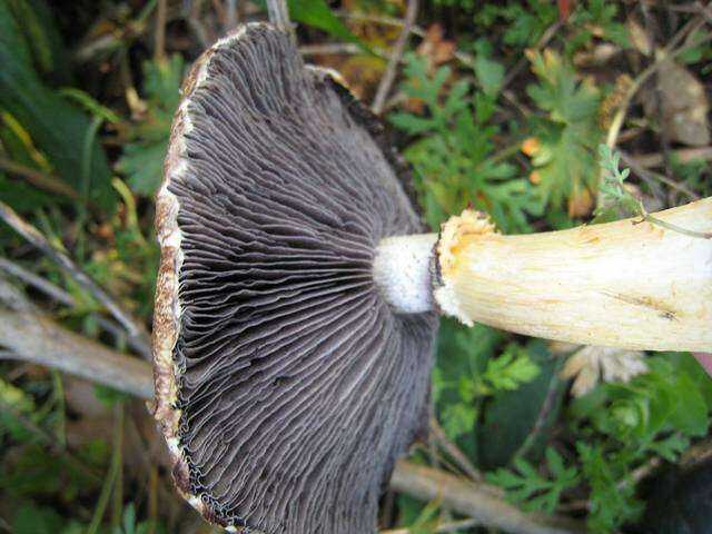 Image of Stropharia