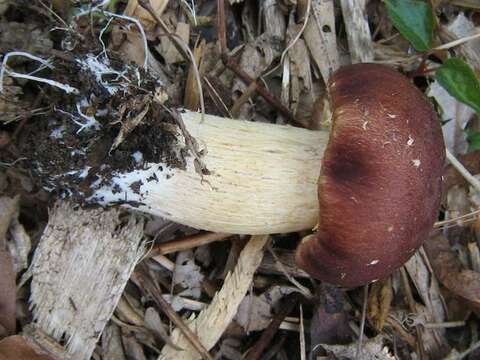 Image of Stropharia