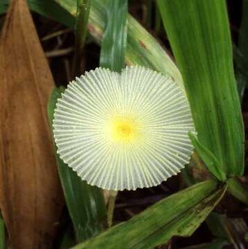 Слика од Leucocoprinus fragilissimus (Ravenel ex Berk. & M. A. Curtis) Pat. 1900