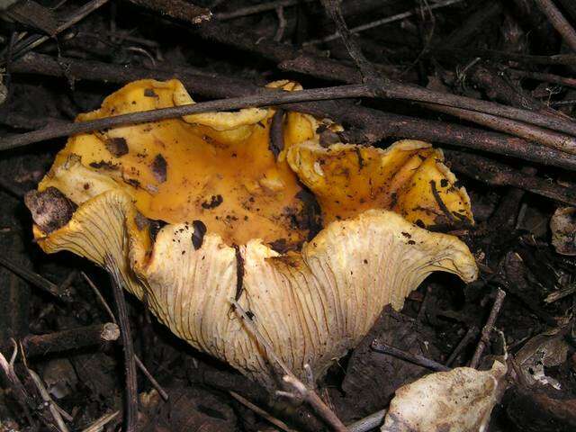 Image of Cantharellus californicus D. Arora & Dunham 2008