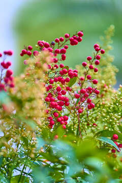 Imagem de Viburnum opulus L.