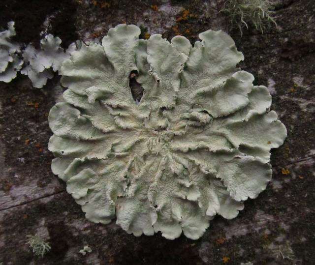 Image of flavoparmelia lichen