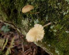 Image de Hygrophoraceae