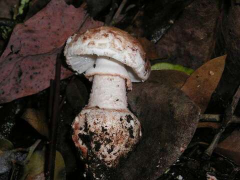 Image of Amanita novinupta Tulloss & J. Lindgr. 1994