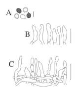 Image de Pseudobaeospora