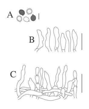 Image of Pseudobaeospora