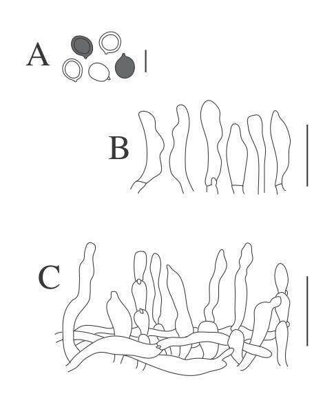 Image de Pseudobaeospora