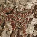 Lobaria quercizans (Ach.) Michx. resmi