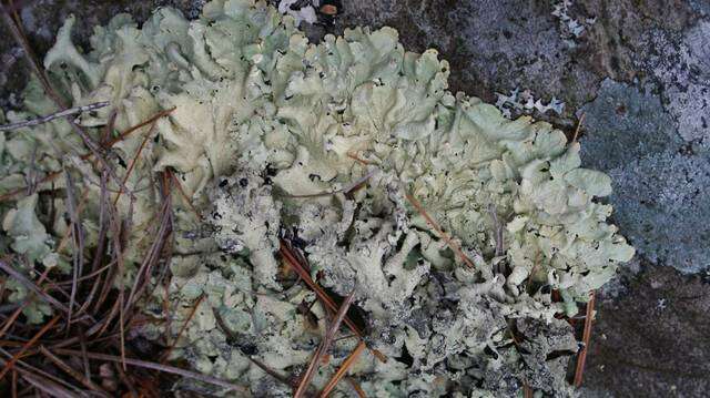 Image of flavoparmelia lichen