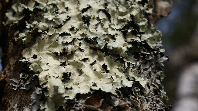 Image of flavoparmelia lichen