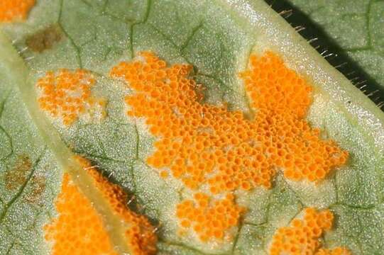 Image of Mayapple Rust