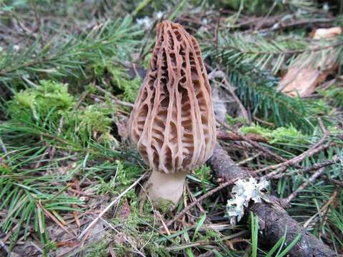 Plancia ëd Morchellaceae