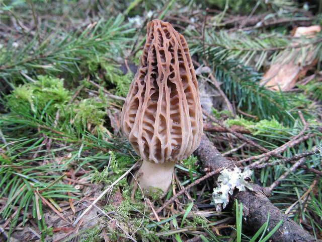 Image of Morchellaceae