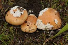 Image of Bittersweet orange ringless amanita