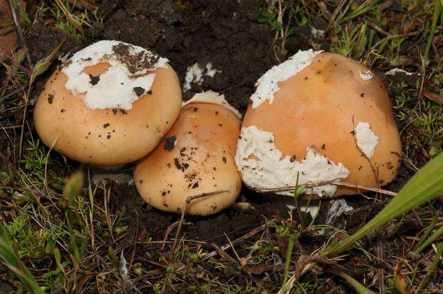 Image of Bittersweet orange ringless amanita