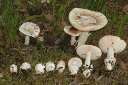 Image of Bittersweet orange ringless amanita