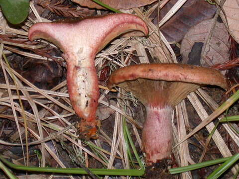 Image of Lactarius rubrilacteus Hesler & A. H. Sm. 1979