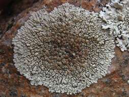 Image of <i>Lecanora muralis</i> (Schreber) Rabenh.