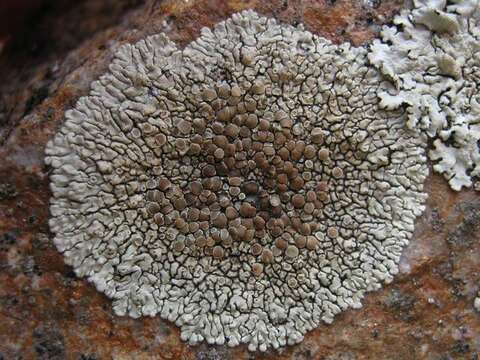 Image of <i>Lecanora muralis</i> (Schreber) Rabenh.