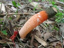 Image of Elegant stinkhorn