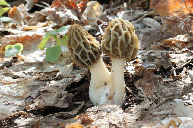 Image of Morchella diminutiva M. Kuo, Dewsbury, Moncalvo & S. L. Stephenson 2013