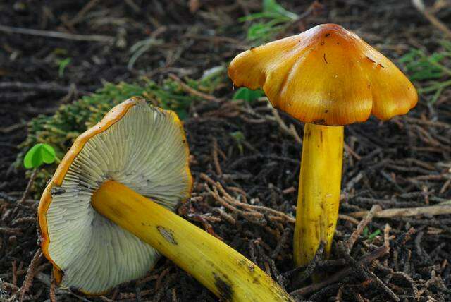 Image of Hygrocybe singeri (A. H. Sm. & Hesler) Singer 1958