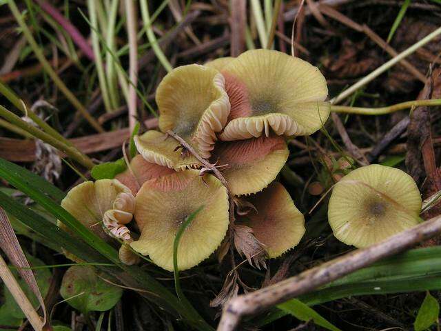 Entoloma resmi