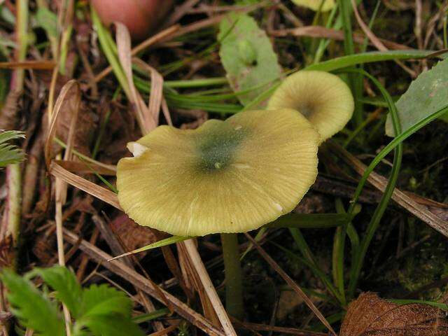 Entoloma resmi