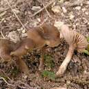 Слика од Entoloma indutoides (P. D. Orton) Noordel. 1984