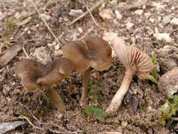 صورة Entoloma indutoides (P. D. Orton) Noordel. 1984