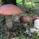 Image of Leccinum piceinum Pilát & Dermek 1974