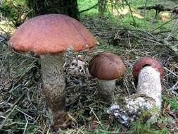 Image of Leccinum piceinum Pilát & Dermek 1974