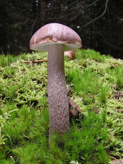 Image de Leccinum