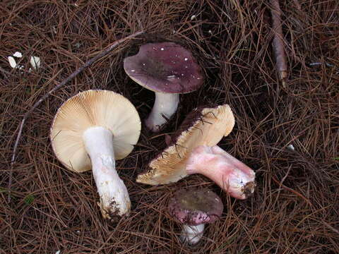 Image of Russula olivacea (Schaeff.) Fr. 1838