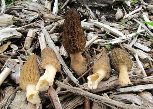 Image de Morchella importuna M. Kuo, O'Donnell & T. J. Volk 2012